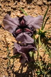 Al-Arz;Iris;Iris-Cedreti;Kaleidos;Kaleidos-images;Lebanon;Middle-East;Near-East;Proche-Orient;Tarek-Charara;Flowers;Endemic;Endangered-species;Endemic-species;Critically-endangered;Critically-endangered-species